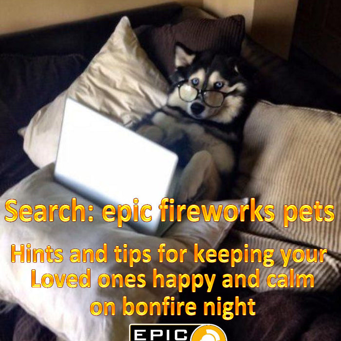 Firework Night - The Kennel Club Advice